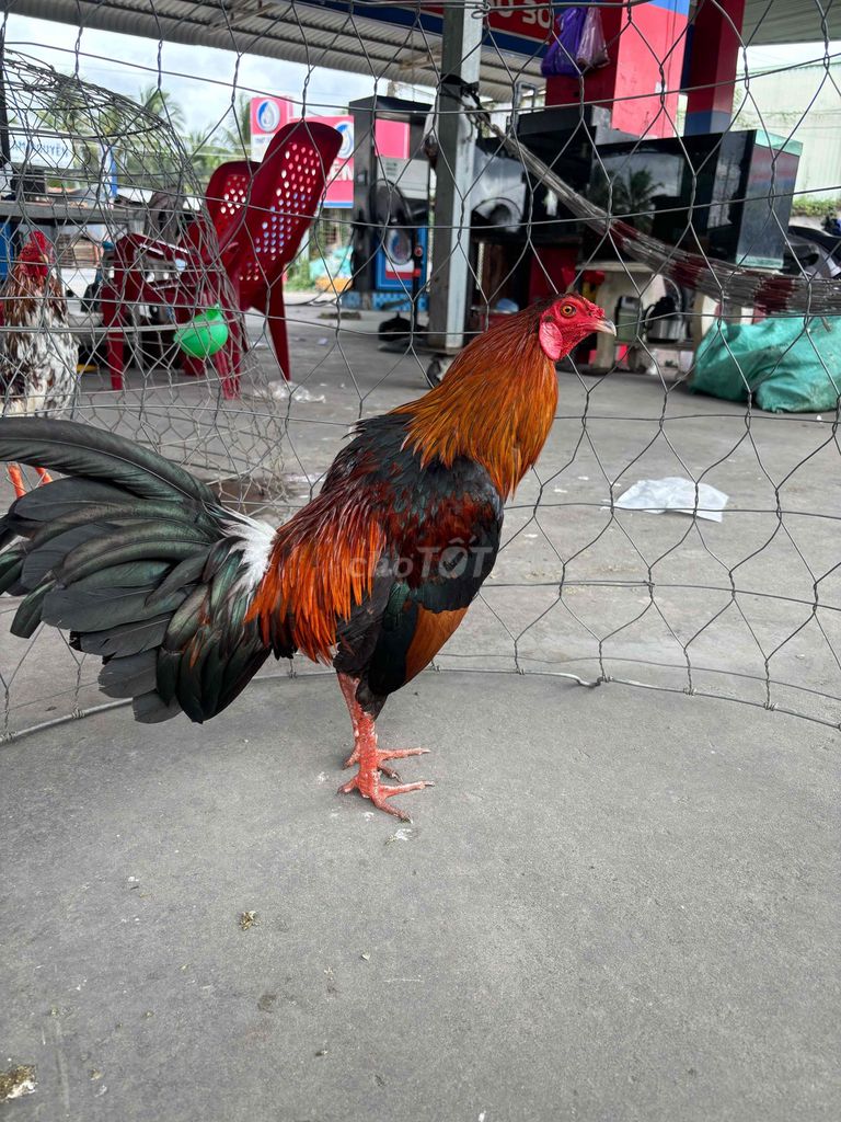 Gà chọi Đực Đỏ, đen, vàng. Mua bán Gà tại Huyện Châu Thành Tiền Giang được đăng bởi kẻ huỷ diệt hình 1