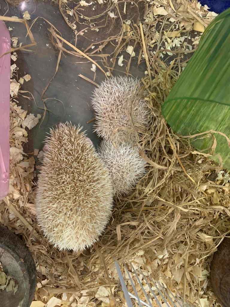 Nhím Trắng Dễ Thương. Mua bán Thú cưng khác tại Thành phố Mỹ Tho Tiền Giang được đăng bởi Đệ Nguyễn hình 1