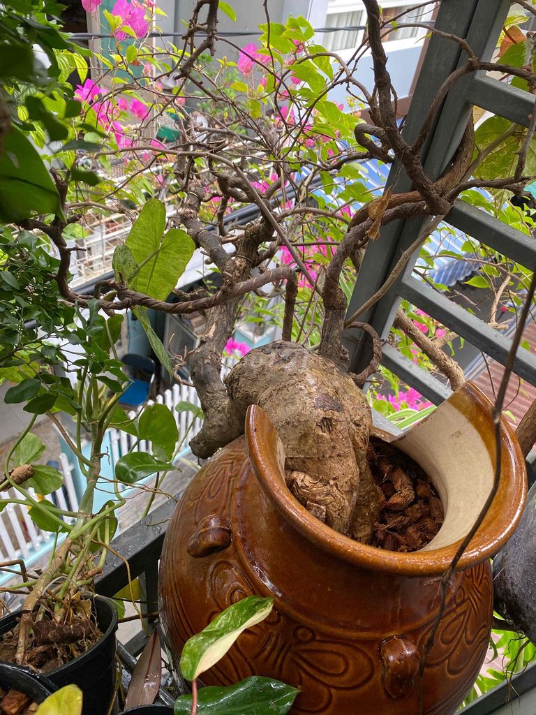 Bán 2 cây hoa giấy và nguyệt quế. Mua bán Cây cảnh, đồ trang trí tại Quận Hải Châu Đà Nẵng được đăng bởi Mạnh dũng hình 1