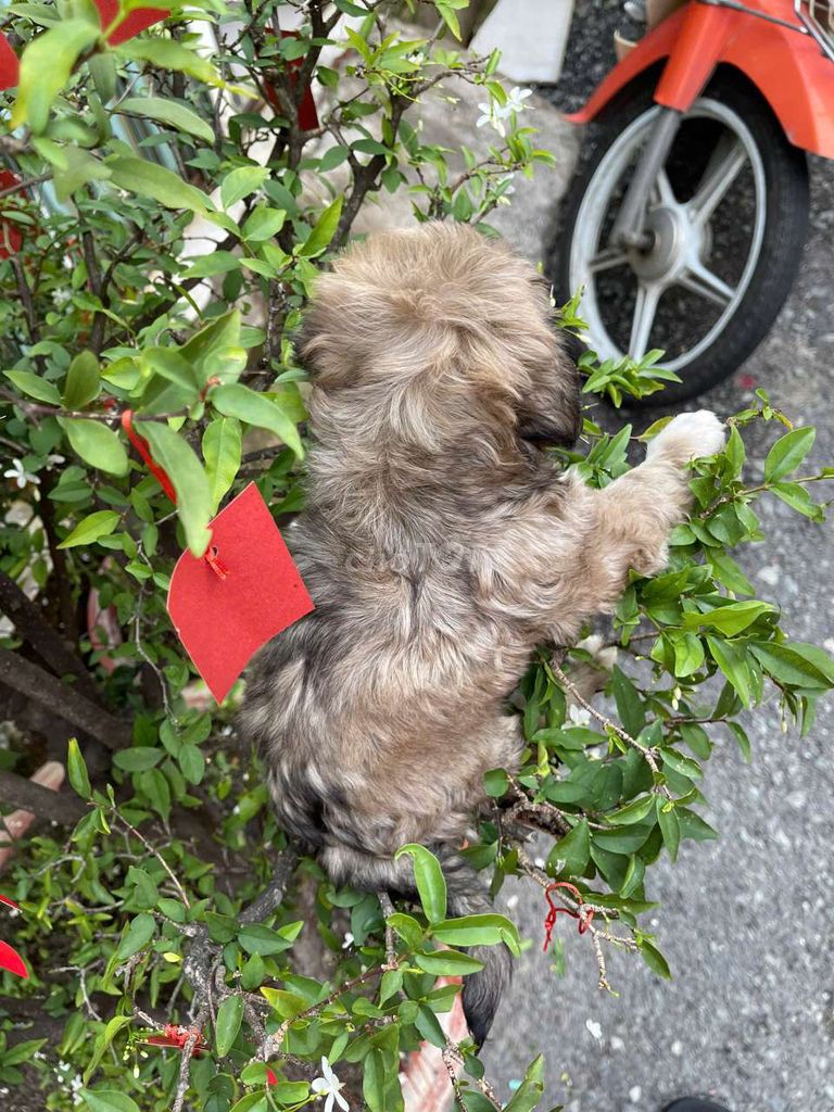 Poodle F1 xoăn xám nặng 600gam