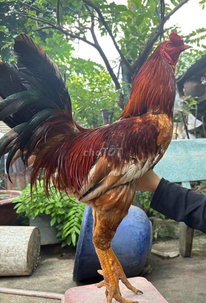 Gà nòi xám vàng trang cỡv2kg9. Mua bán Gà tại Quận 12 Tp Hồ Chí Minh được đăng bởi tran tan duy hình 1