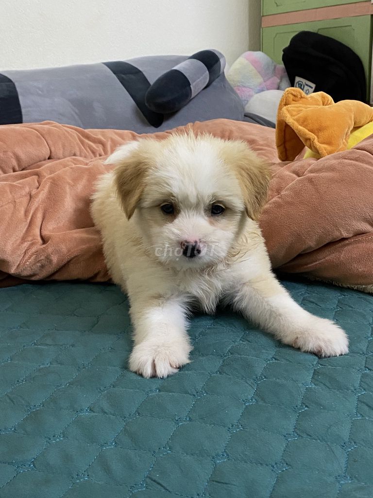 Chó Phốc sóc trắng kem 1.5 tháng. Mua bán Chó tại Huyện Thuỷ Nguyên Hải Phòng được đăng bởi Mai nguyễn Trang hình 1