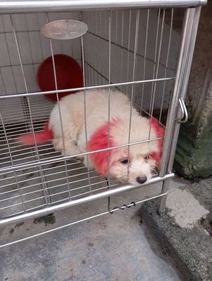 Chó con puddo. Mua bán Chó tại Huyện Kiến Thuỵ Hải Phòng được đăng bởi Nguyễn Văn Vương