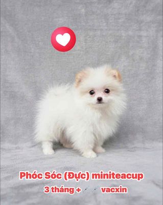 🌸 POM(PHÓC SÓC) TEACUP TRẮNG TAI CREAM BA THÁNG 🌸. Mua bán Chó tại Huyện Hóc Môn Tp Hồ Chí Minh được đăng bởi SIÊU PET SG CHANG CHANG