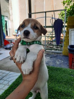 Corgi lai nhật xinh xắn đáng yêu ăn giỏi. Mua bán Chó tại Huyện Bình Chánh Tp Hồ Chí Minh được đăng bởi MI SA