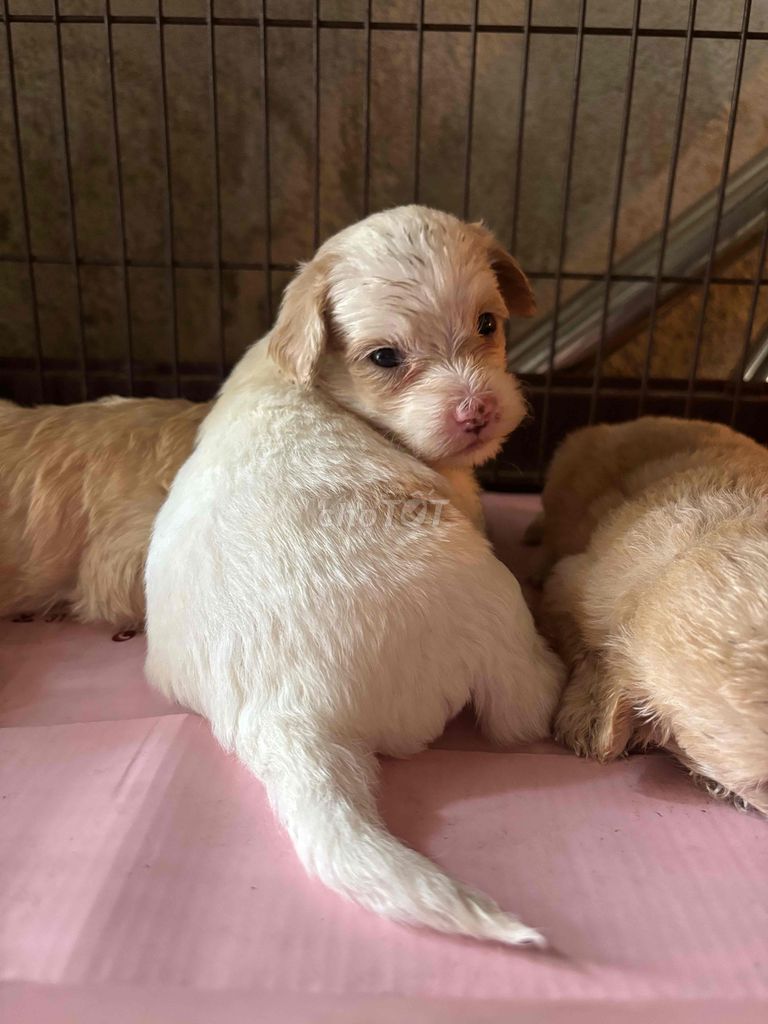 TÌM NHÀ CHO 3 BÉ CÁI. Mua bán Chó tại Thành phố Thủ Đức Tp Hồ Chí Minh được đăng bởi Huỳnh Trúc Lam hình 2