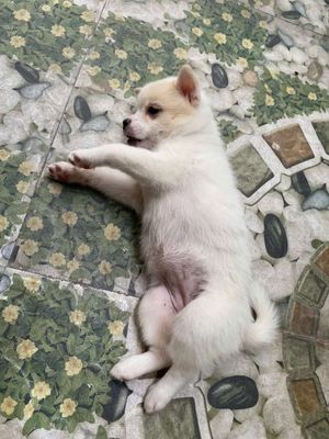 Tìm chủ yêu thương