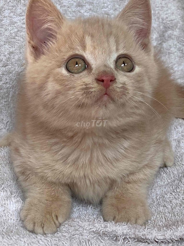 mèo anh lông ngắn cream đực hơn 2th. Mua bán Mèo tại Quận 8 Tp Hồ Chí Minh được đăng bởi Mèo Meo hình 5