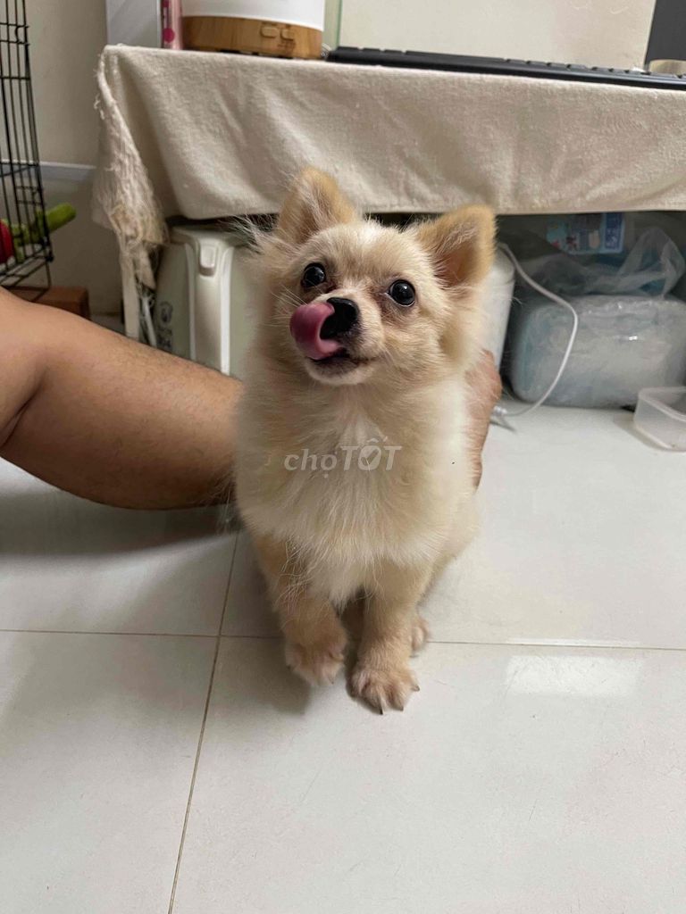 Chó Phốc Sóc Cái Kem Thuần chủng. Mua bán Chó tại Quận Phú Nhuận Tp Hồ Chí Minh được đăng bởi Mỹ Phương hình 1
