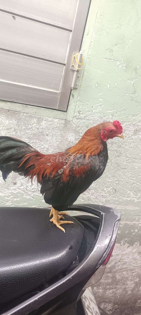 Chia ae đam mê gà tre Bắc 4l. Mua bán Gà tại Quận Bình Tân Tp Hồ Chí Minh được đăng bởi Toàn gà tre hình 2