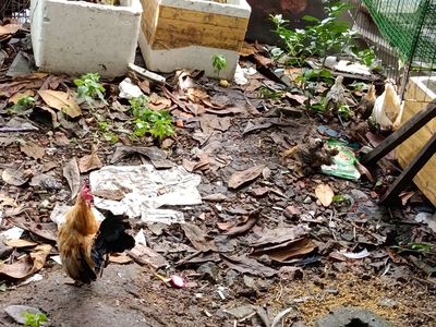 Cần ra đi gà con. Mua bán Gà tại Quận 8 Tp Hồ Chí Minh được đăng bởi xuân cảnh