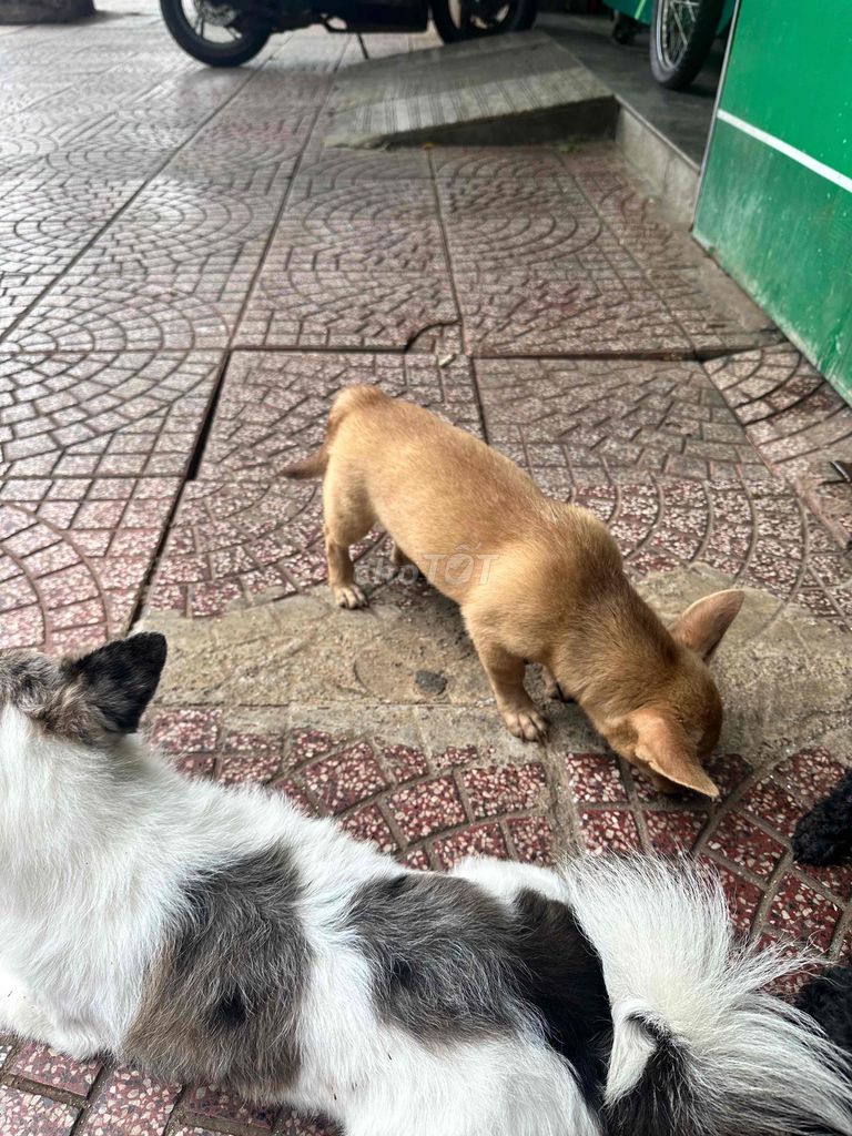 Chó chân ngắn nâu cả hai 2 tháng đã tiêm. Mua bán Chó tại Thành phố Buôn Ma Thuột Đắk Lắk được đăng bởi trần chung  hình 1