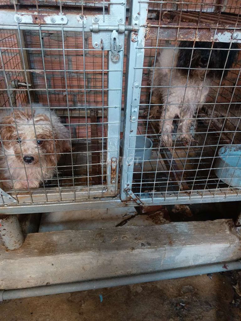 Chó Poodle Nâu trắng. Mua bán Chó tại Thành phố Biên Hòa Đồng Nai được đăng bởi Tên chưa cung cấp hình 1