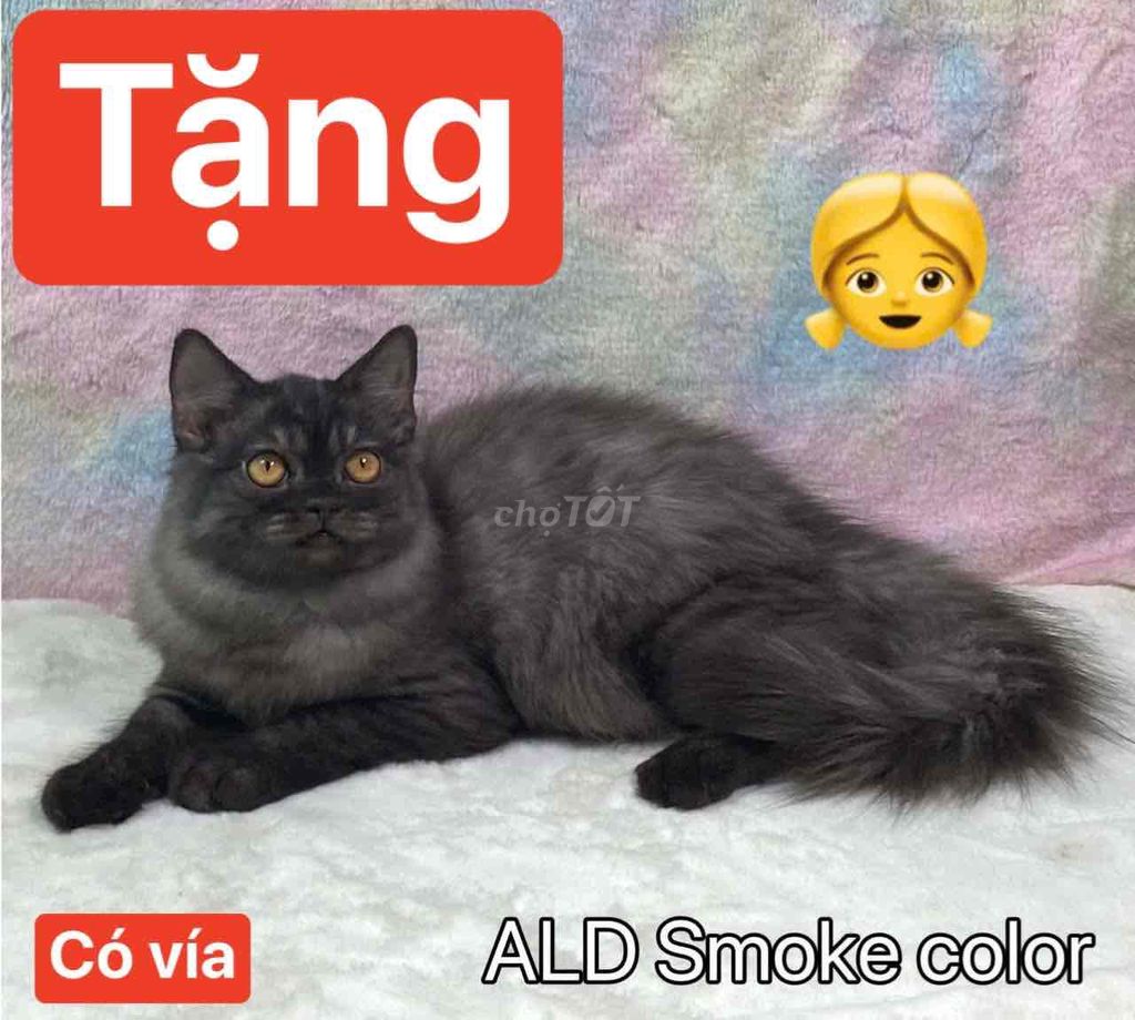 Tặng mèo ạ