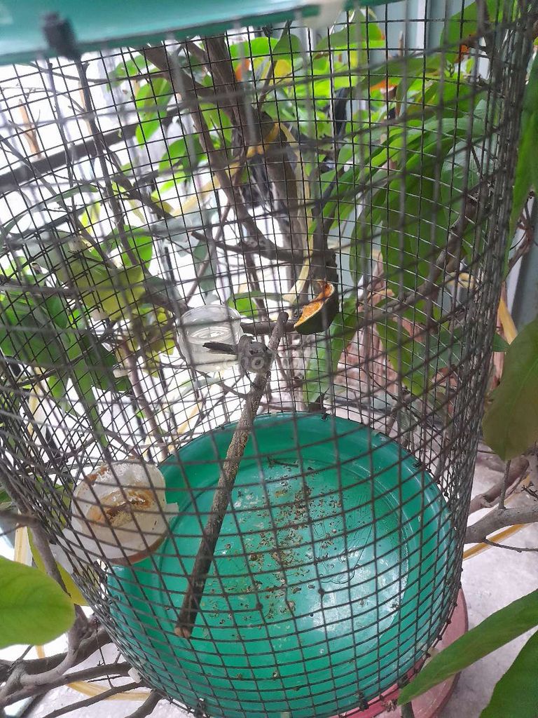 Chim 7 màu Khỏe mạnh. Mua bán Chim tại Quận 11 Tp Hồ Chí Minh được đăng bởi Anh Quoc hình 1
