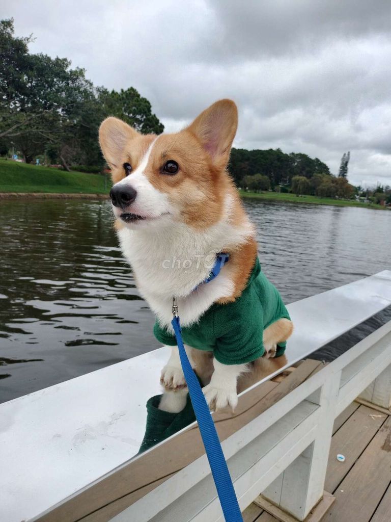 Chó Corgi Cái Vàng trắng Mẹ con. Mua bán Chó tại Quận 4 Tp Hồ Chí Minh được đăng bởi James hình 1