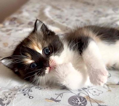 Mèo ALN Cái Tam thể Chân lửng