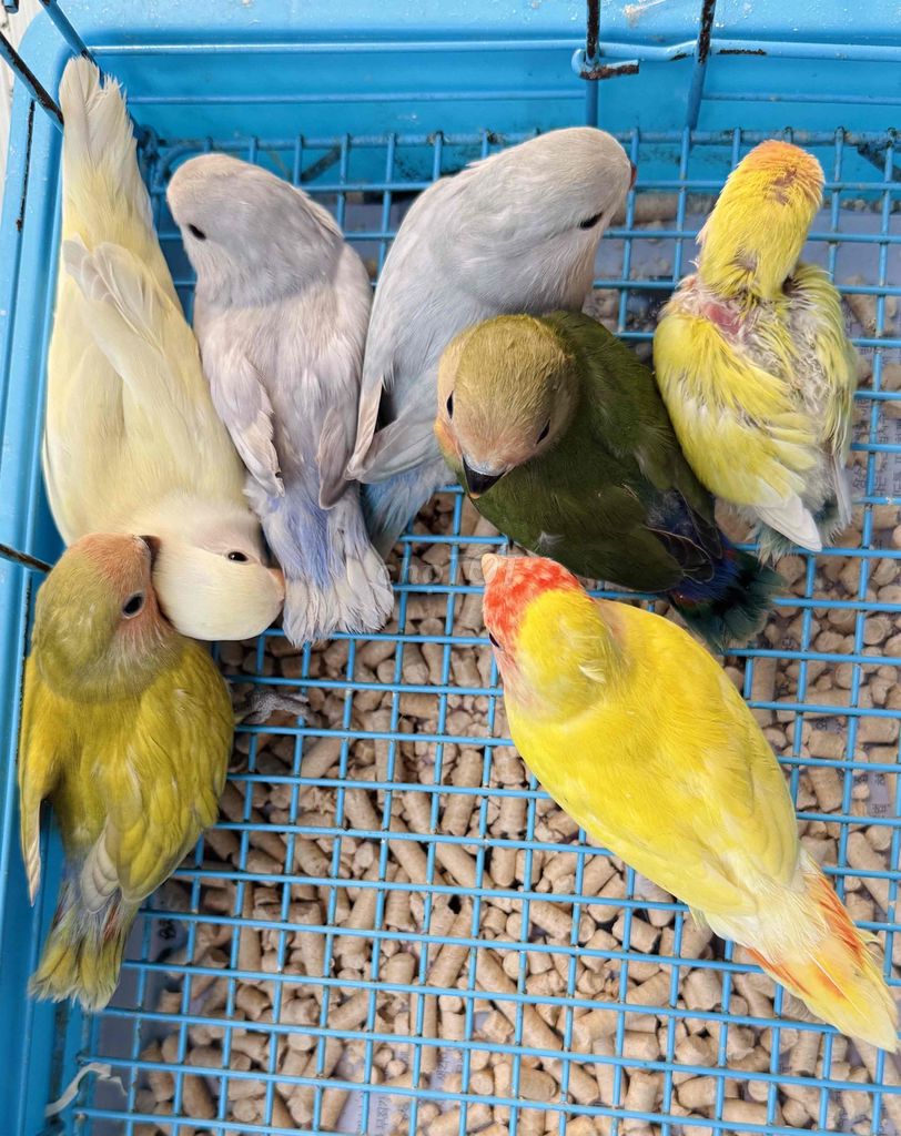 Vẹt Lovebird nhiều màu. Mua bán Chim tại Quận 6 Tp Hồ Chí Minh được đăng bởi Huệ Nhàn hình 1