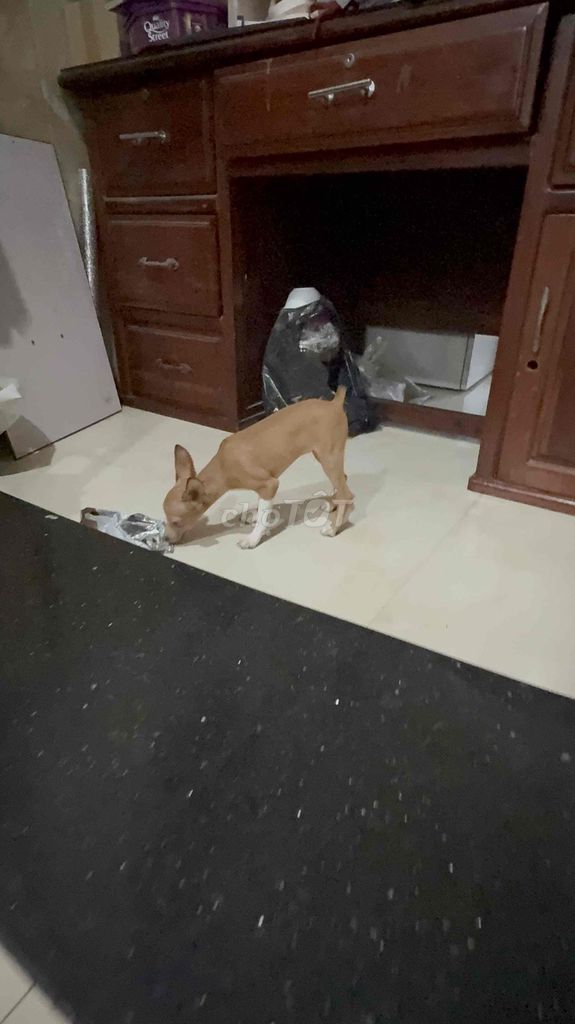 Chó Phốc Cái Nâu pha trắng đã tiêm phòng. Mua bán Chó tại Quận 12 Tp Hồ Chí Minh được đăng bởi anh quang hình 1