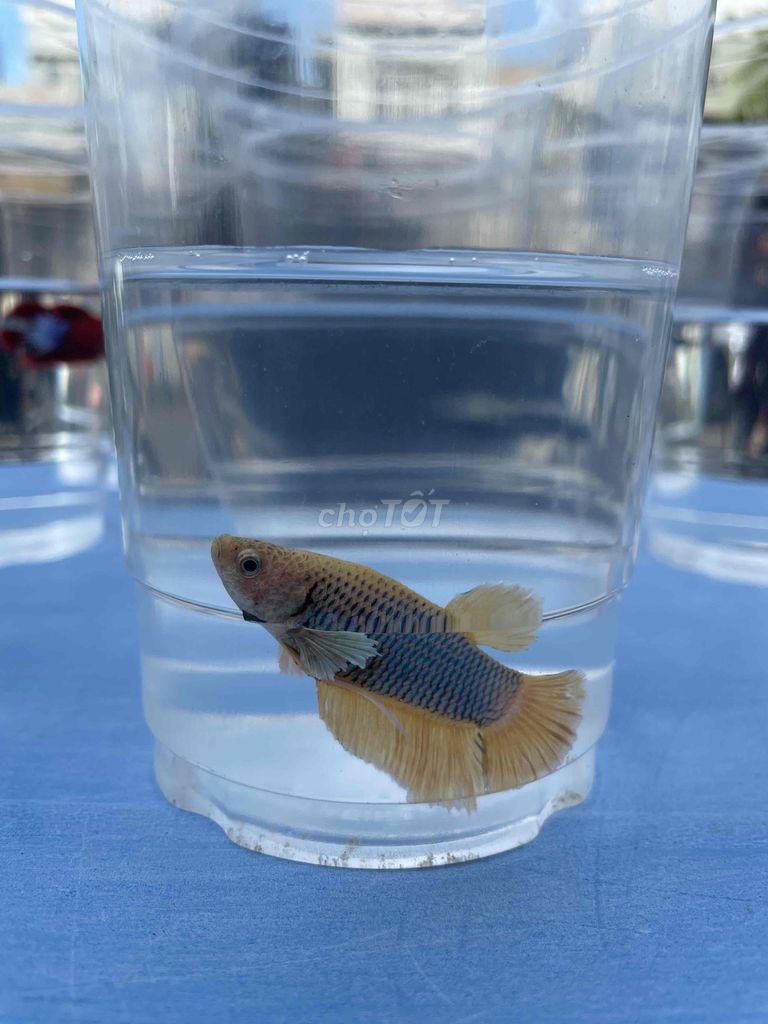 Bán cá betta các loại. Mua bán Thú cưng khác tại Huyện Hóc Môn Tp Hồ Chí Minh được đăng bởi Trần Bảo Châu hình 5