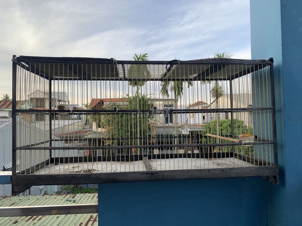 Lồng chim kim loại 1m Đã qua sử dụng. Mua bán Phụ kiện, Thức ăn, Dịch vụ tại undefined Thừa Thiên Huế được đăng bởi Han Tu hình 1