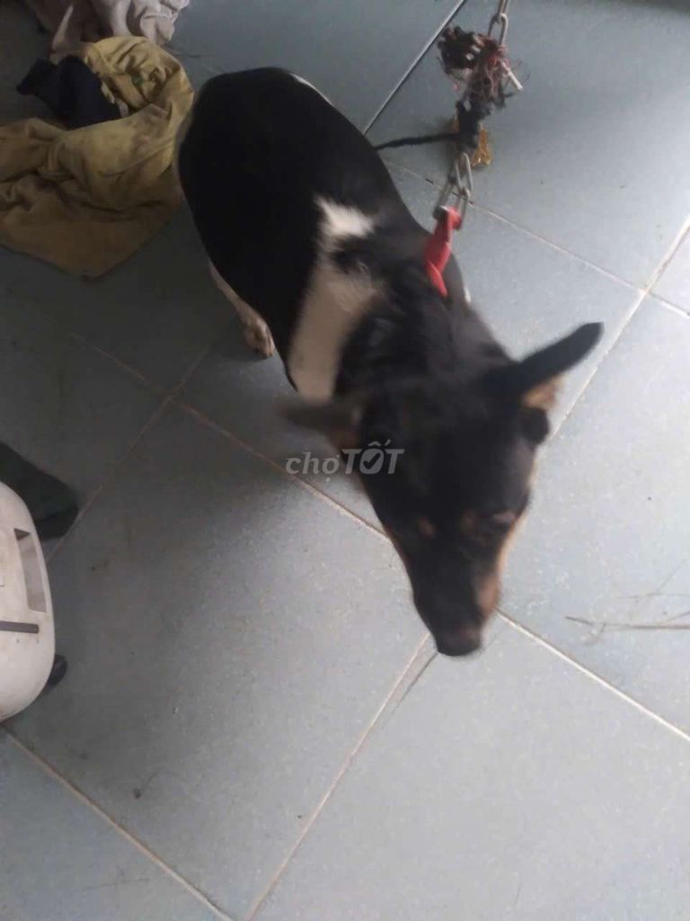 Chó Lạp xưởng lai cỏ Bò sữa. Mua bán Chó tại Huyện Củ Chi Tp Hồ Chí Minh được đăng bởi Phucquido hình 1