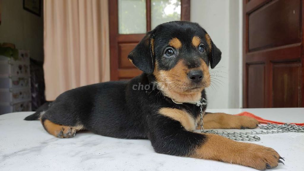 Chó con Becgie và Rottweiler dễ thương.. Mua bán Chó tại Quận Hải Châu Đà Nẵng được đăng bởi An Bảo hình 5