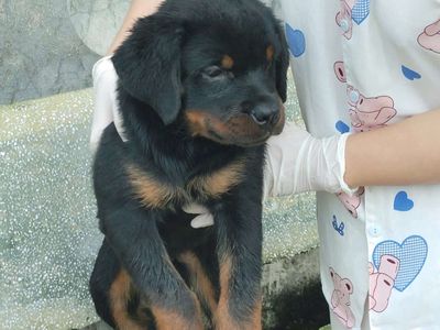 Cho rottweiler đực. Mua bán Chó tại Huyện Hóc Môn Tp Hồ Chí Minh được đăng bởi thuy tran