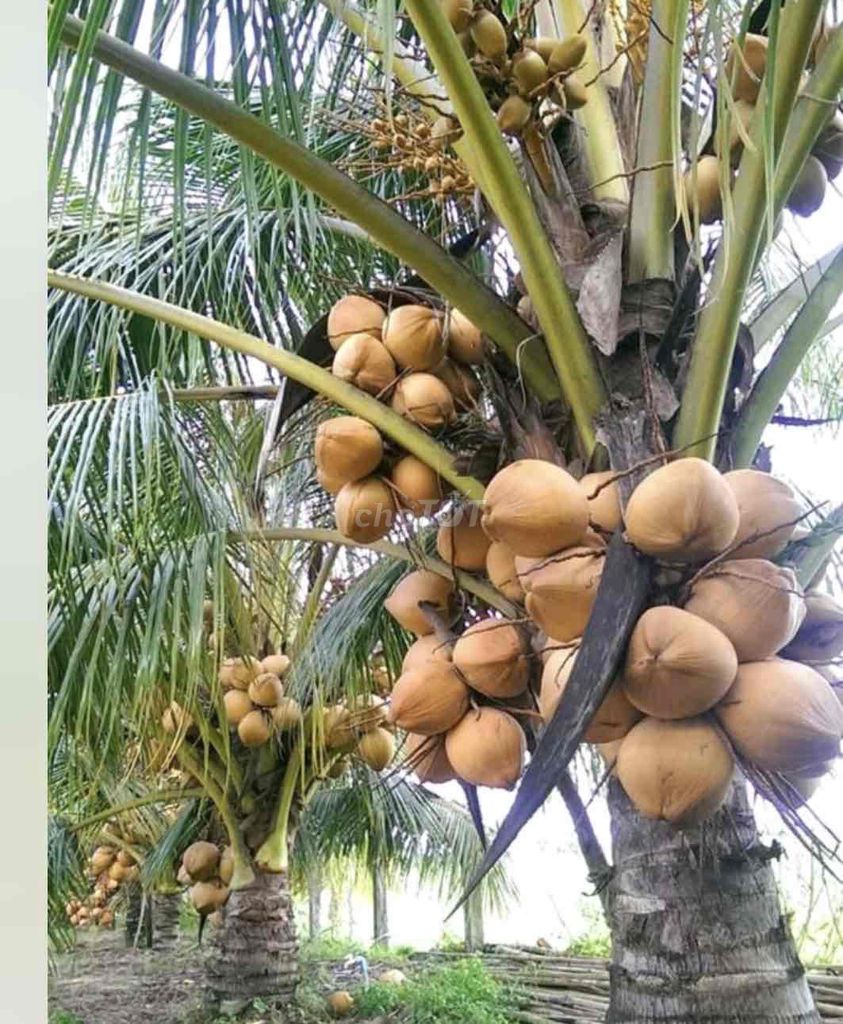 Cây giống Dừa Mã Lai trái đỏ. Mua bán Cây cảnh, đồ trang trí tại Huyện Cái Bè Tiền Giang được đăng bởi Võ Minh Luân hình 1