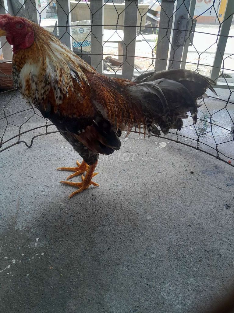 Gà trống Nâu, trắng, đen Đực. Mua bán Gà tại Quận 12 Tp Hồ Chí Minh được đăng bởi Câu Hai hình 1