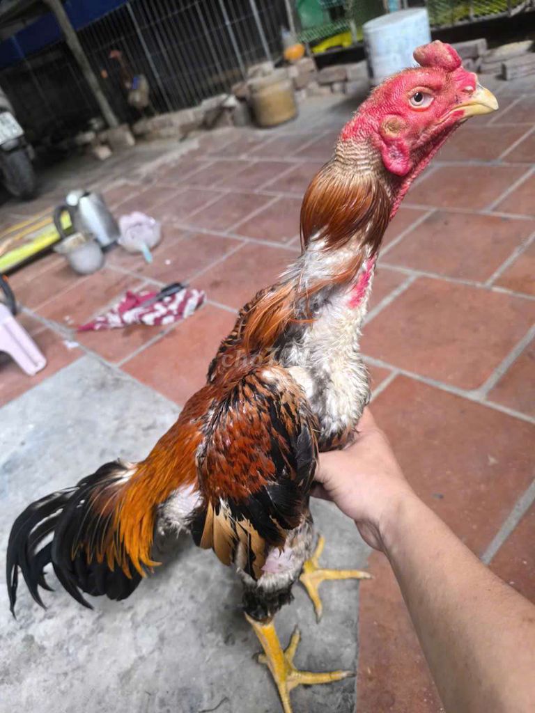 Gà chọi Đa sắc 2.8 kg. Mua bán Gà tại Huyện Đông Anh Hà Nội được đăng bởi Dat Vu hình 1