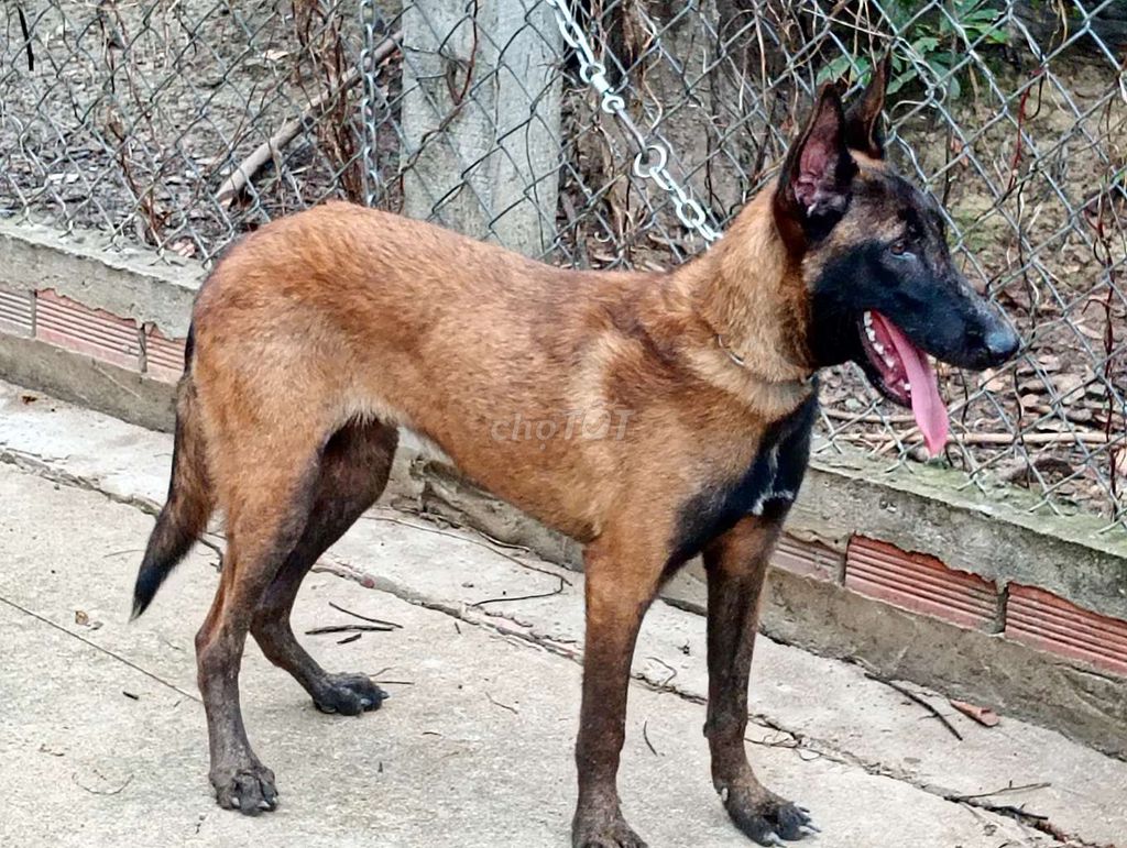 Chó Malinois cái 6 tháng,ĐH. Mua bán Chó tại Huyện Đức Hòa Long An được đăng bởi Nhân Rottweiler  hình 1