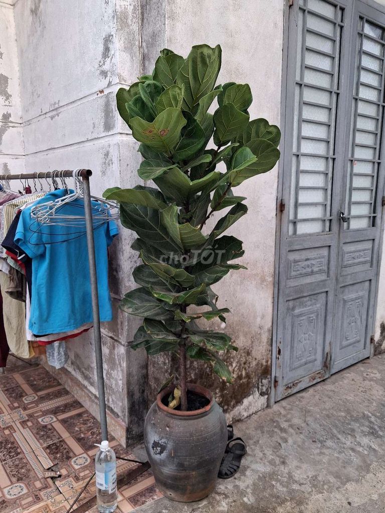 Cây bàng trang trí nhà cửa cao 1m8. Mua bán Cây cảnh, đồ trang trí tại Quận Cẩm Lệ Đà Nẵng được đăng bởi Lê Thành Tân hình 1