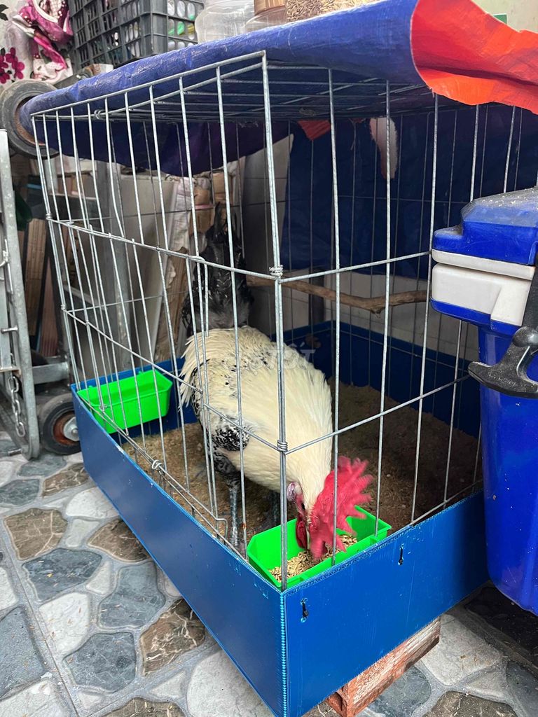 Chuồng gà lắp ghép kim loại 60V. Mua bán Phụ kiện, Thức ăn, Dịch vụ tại Quận Bình Tân Tp Hồ Chí Minh được đăng bởi Tommy hình 1