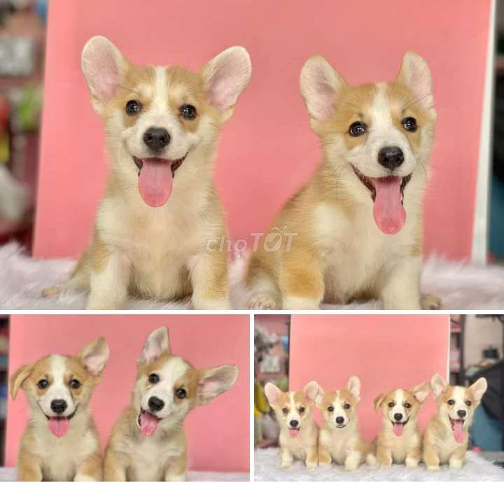 Chó Corgi thuần chủng & chó corgi chân lùn&mông to