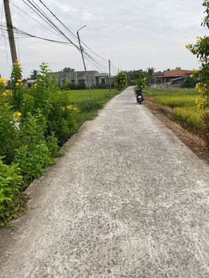 1000 m2 Đất LUC, mặt tiền đường Phan Văn Thê, Tân Trụ, Long An. Mua bán đất tại Huyện Tân Trụ Long An được đăng bởi Dương Quốc Chiến
