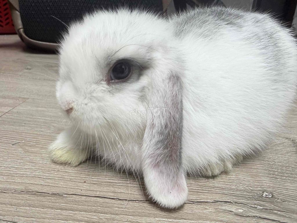 Thỏ tai cụp Minilop 2 tháng tuổi đẹp. Mua bán Thú cưng khác tại Quận 3 Tp Hồ Chí Minh được đăng bởi 009 Bảo hình 1