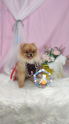 Chó phốc sóc. Mua bán Chó tại Thành phố Thuận An Bình Dương được đăng bởi Trần Thị Kim Trâm