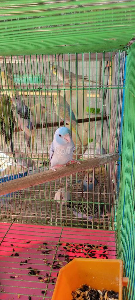 Nghỉ chơi bán hết yến phụng và parrotlet