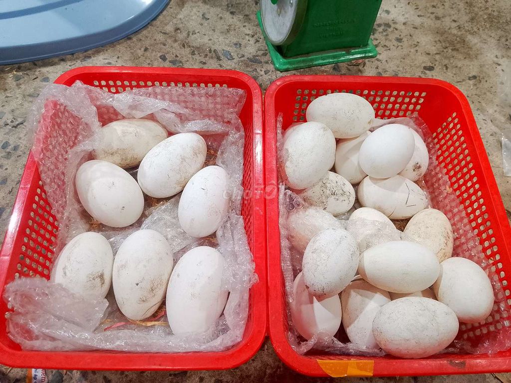 Trứng ngỗng Vừa và nhỏ Thơm béo. Mua bán Đồ ăn, thực phẩm và các loại khác tại Quận Bình Tân Tp Hồ Chí Minh được đăng bởi Mai Ban hình 1