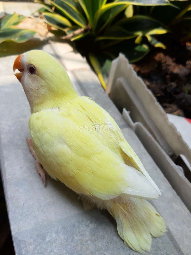 Vẹt Lovebird Vàng Thuần, Hiền. Mua bán Chim tại Quận Gò Vấp Tp Hồ Chí Minh được đăng bởi Vẹt Cảnh Sài Gòn hình 1