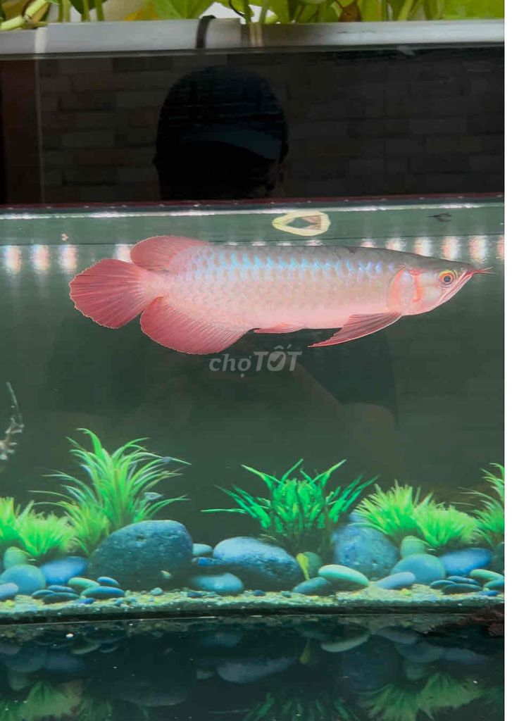 Cá Rồng Huyết Long 30cm+ Đỏ. Mua bán Thú cưng khác tại Quận 7 Tp Hồ Chí Minh được đăng bởi Quang Nguyễn Ngọc hình 1