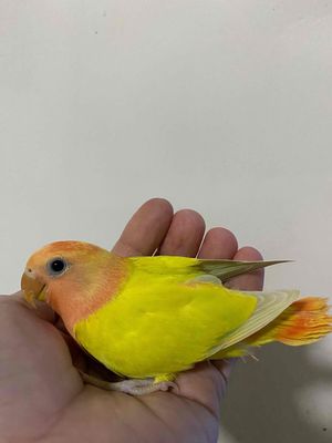 Vẹt love/birrd đầu đỏ siu hiền màu đẹp và ngoan 💕. Mua bán Chim tại Quận Phú Nhuận Tp Hồ Chí Minh được đăng bởi Vẹt non