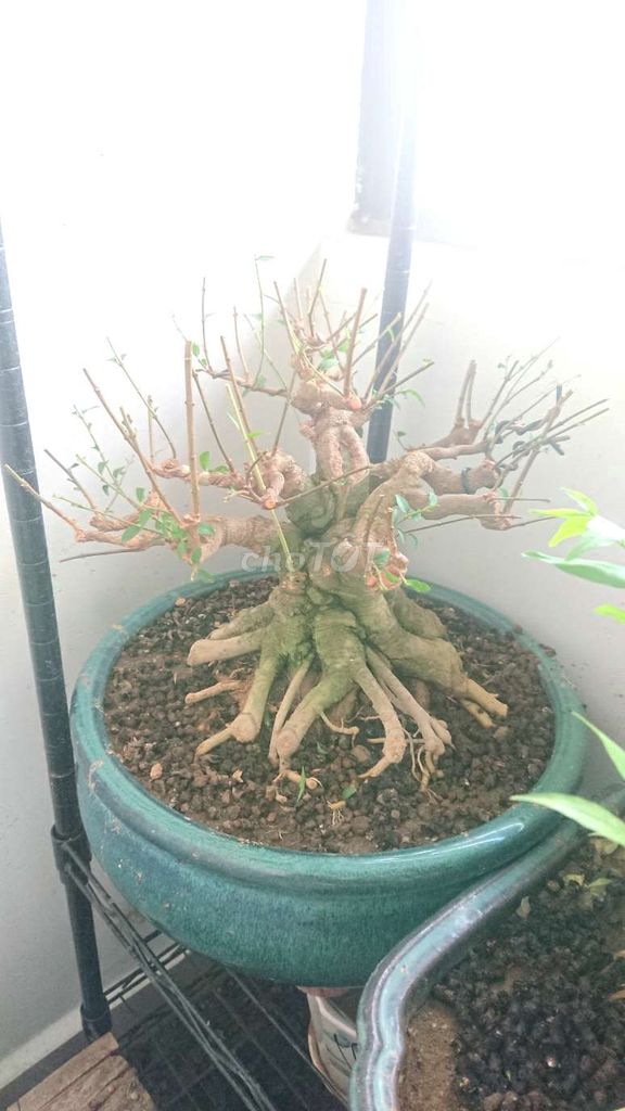 Mai chiếu thủy bonsai