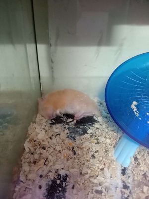Hamster bear Nâu tạng to 