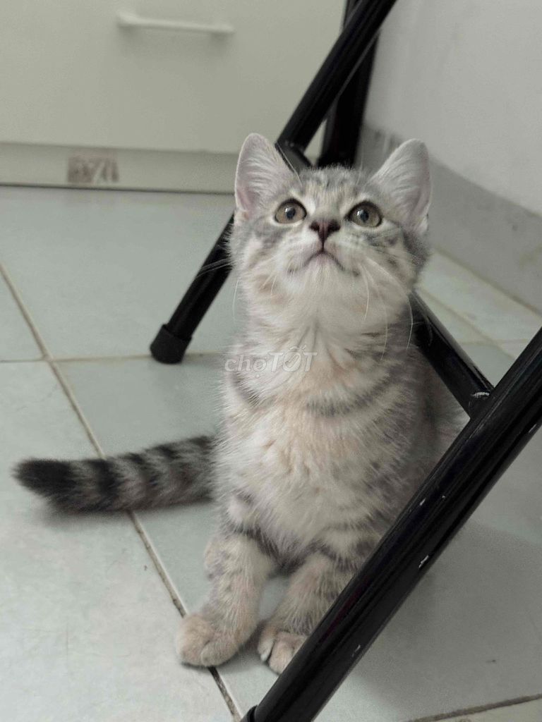 Mèo anh lông ngắn cái 3 tháng. Mua bán Mèo tại Quận Ba Đình Hà Nội được đăng bởi Nô bi và suka hình 1