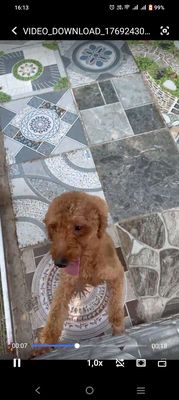 Chó Poodle đực đã tiêm phòng