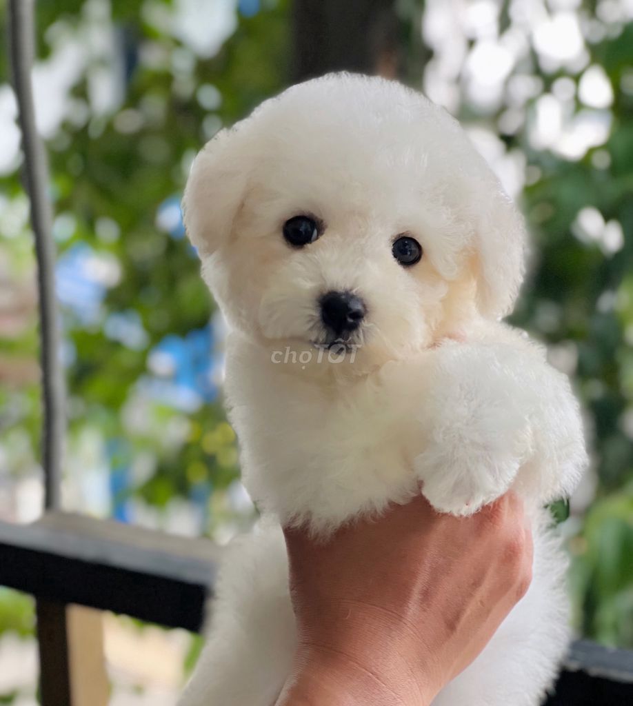 Bichonfrise mini. Mua bán Chó tại Quận Tân Bình Tp Hồ Chí Minh được đăng bởi Nguyễn Thị Phương Thảo hình 4