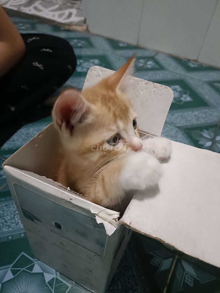 Mèo Vàng Trắng Đực Cái Gần 2 Tháng. Mua bán Mèo tại Thị xã Bến Cát Bình Dương được đăng bởi Ngoan Kim hình 1