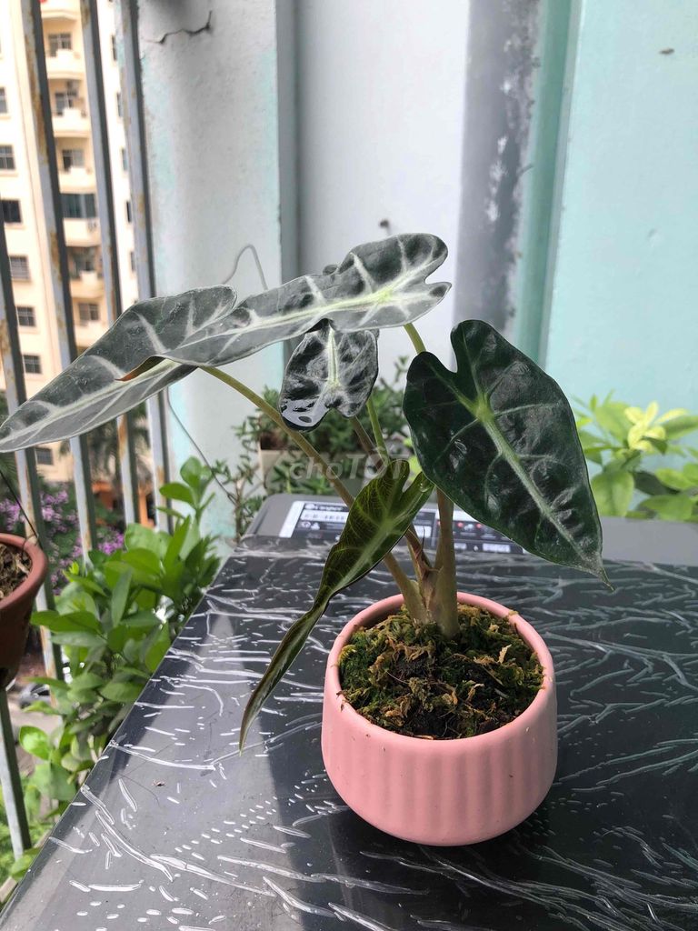 Chậu cây cảnh gốm sứ Hồng. Mua bán Cây cảnh, đồ trang trí tại Quận Cầu Giấy Hà Nội được đăng bởi Nguyen thi bich van hình 1